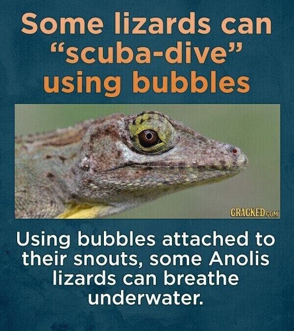 Some lizards can scuba-dive using bubbles CRACKED.COM Using bubbles attached to their snouts, some Anolis lizards can breathe underwater.