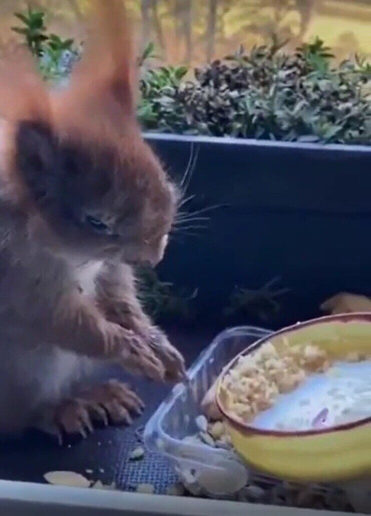 Lucky Squirrels That Hit the Pre-Hibernation Jackpot
