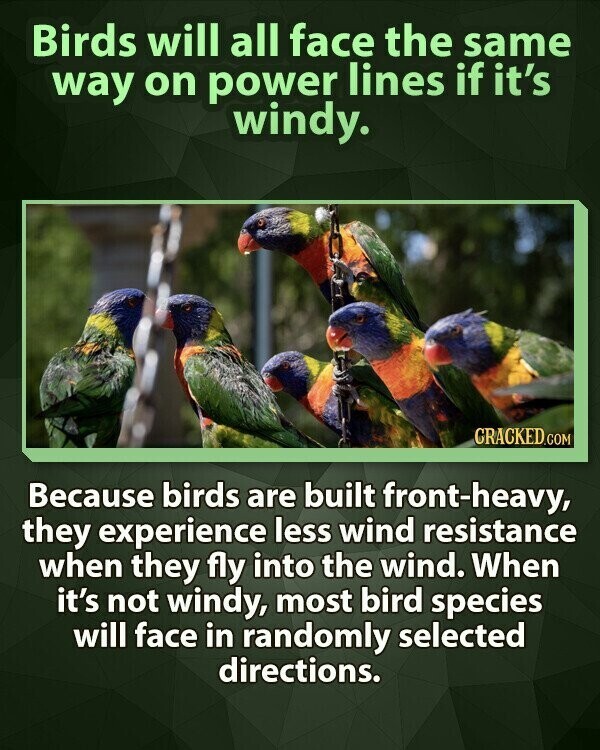 Birds will all face the same way on power lines if it's windy. CRACKED.COM Because birds are built front-heavy, they experience less wind resistance when they fly into the wind. When it's not windy, most bird species will face in randomly selected directions.