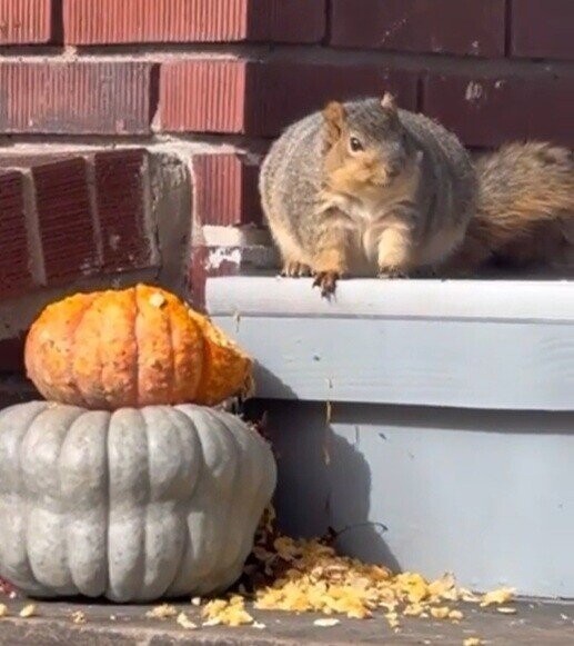 Lucky Squirrels That Hit the Pre-Hibernation Jackpot