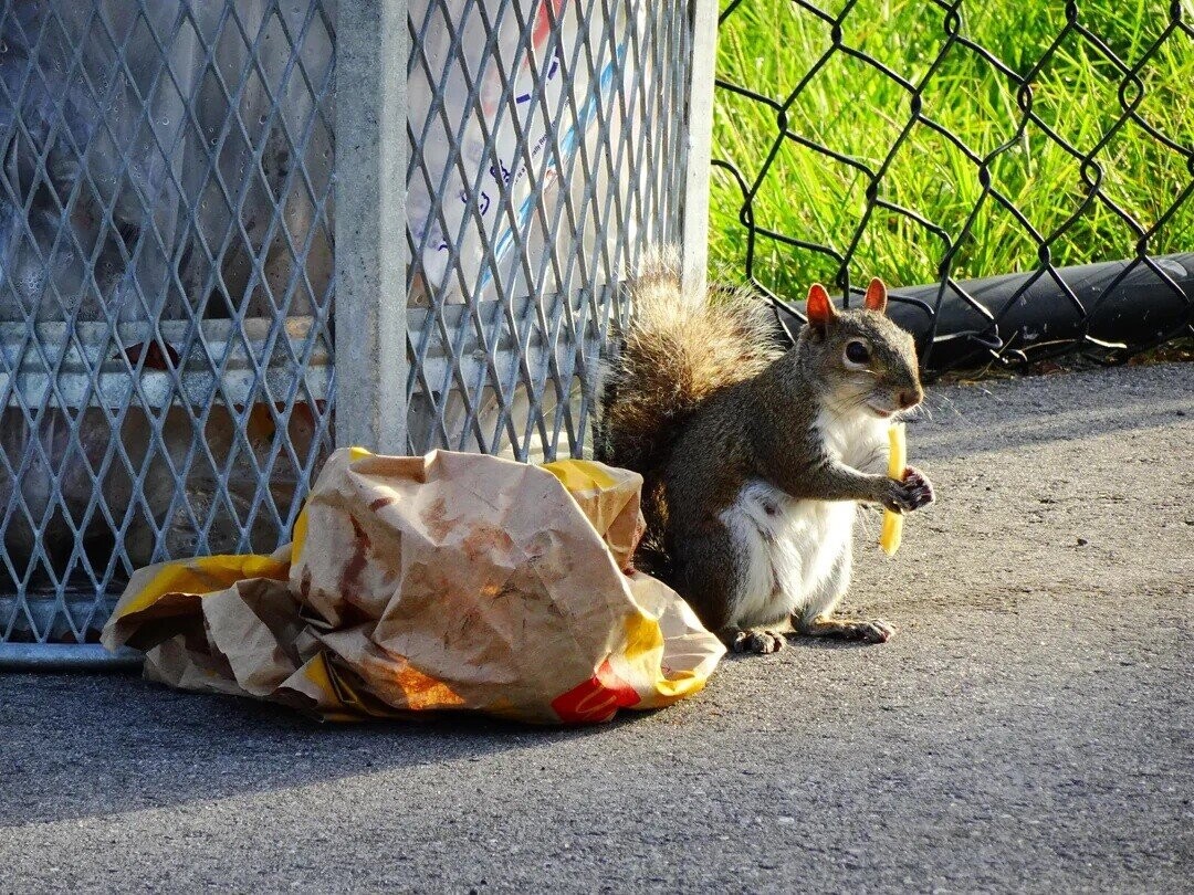 Lucky Squirrels That Hit the Pre-Hibernation Jackpot