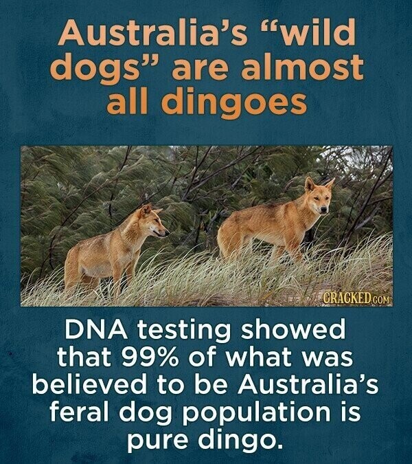 Australia's wild dogs are almost all dingoes CRACKED COM DNA testing showed that 99% of what was believed to be Australia's feral dog population is pure dingo.