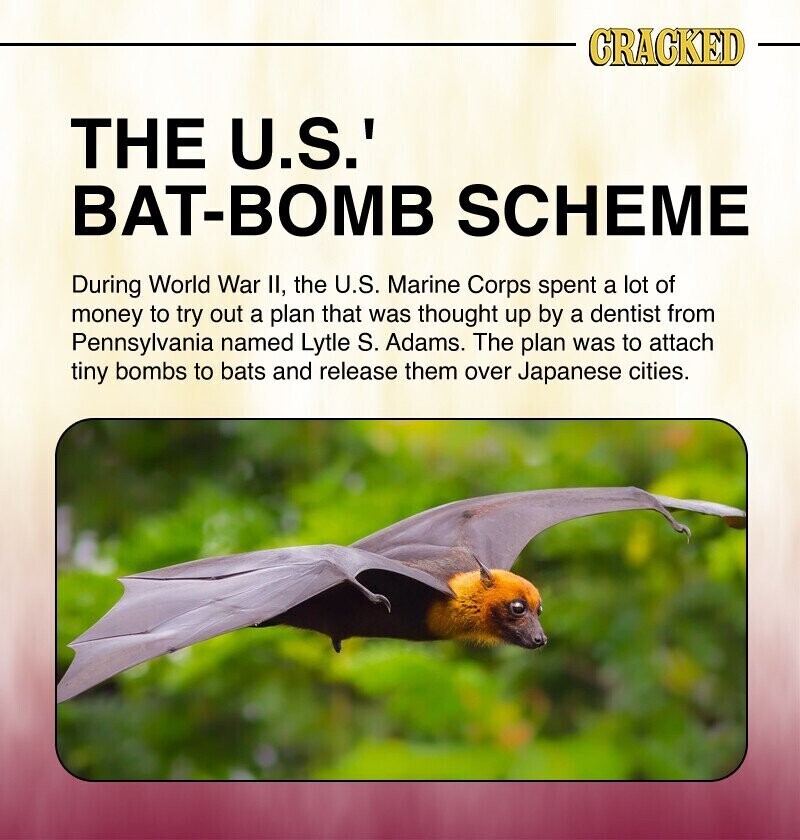CRACKED THE U.S.' BAT-BOMB SCHEME During World War II, the U.S. Marine Corps spent a lot of money to try out a plan that was thought up by a dentist from Pennsylvania named Lytle S. Adams. The plan was to attach tiny bombs to bats and release them over Japanese cities.