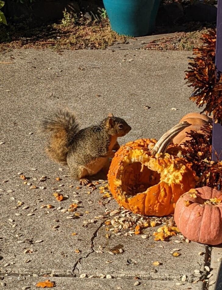 Lucky Squirrels That Hit the Pre-Hibernation Jackpot