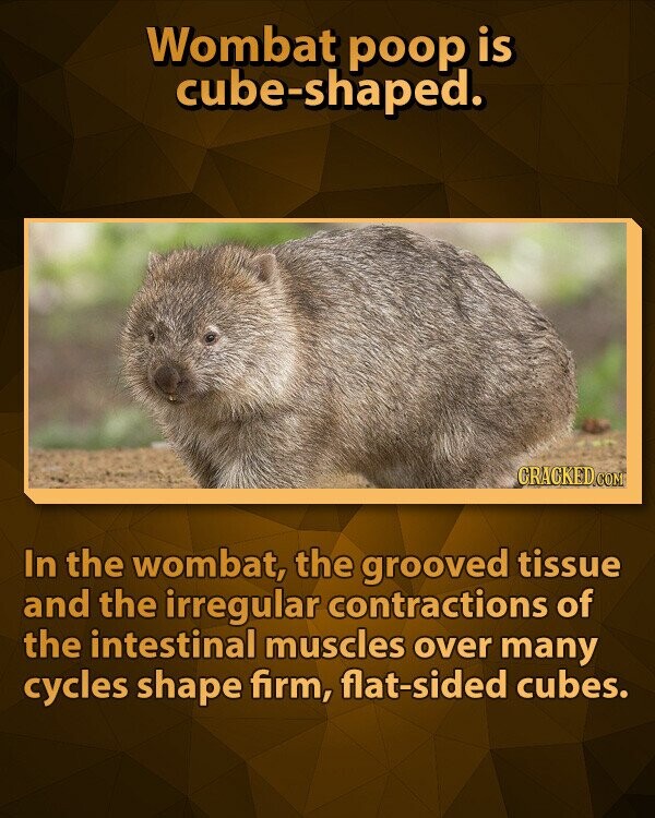 Wombat poop is cube-shaped. CRACKED.COM In the wombat, the grooved tissue and the irregular contractions of the intestinal muscles over many cycles shape firm, flat-sided cubes.