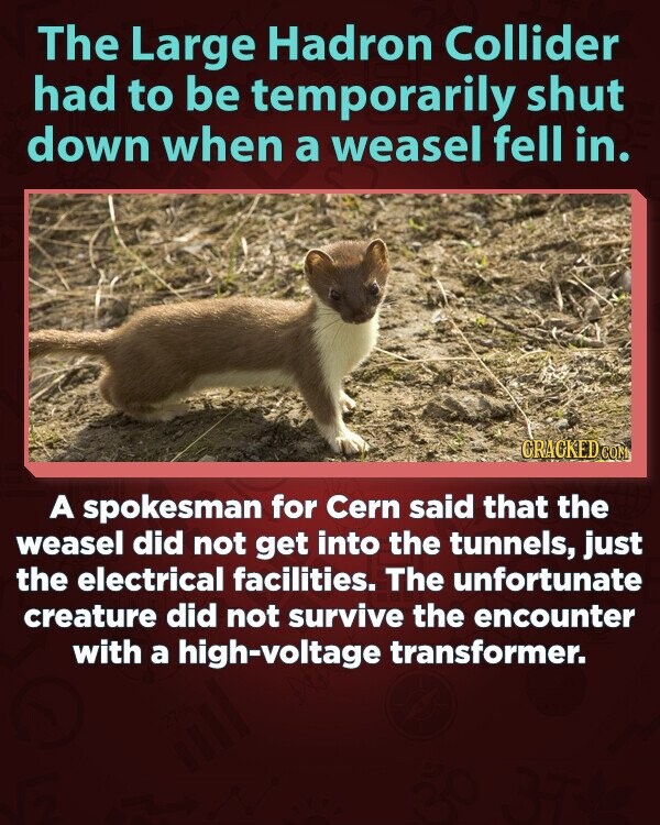 The Large Hadron Collider had to be temporarily shut down when a weasel fell in. GRACKED.COM A spokesman for Cern said that the weasel did not get into the tunnels, just the electrical facilities. The unfortunate creature did not survive the encounter with a high-voltage transformer.