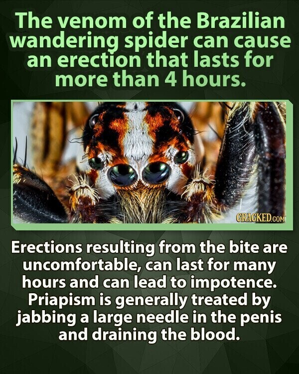 The venom of the Brazilian wandering spider can cause an erection that lasts for more than 4 hours. CRACKED.COM Erections resulting from the bite are uncomfortable, can last for many hours and can lead to impotence. Priapism is generally treated by jabbing a large needle in the penis and draining the blood.