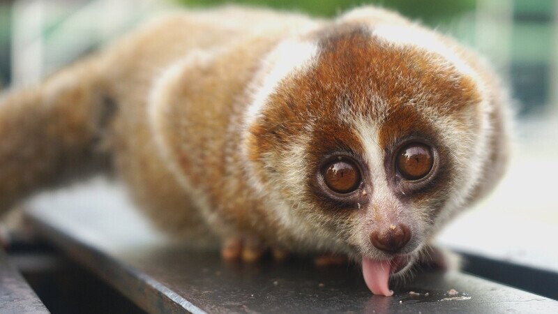 25 Animals Who Were Either Born Scary or Turned That Way by Mad Scientists