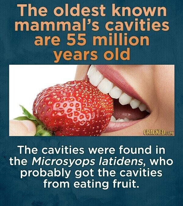 The oldest known mammal's cavities are 55 million years old CRACKED.COM The cavities were found in the Microsyops latidens, who probably got the cavities from eating fruit.