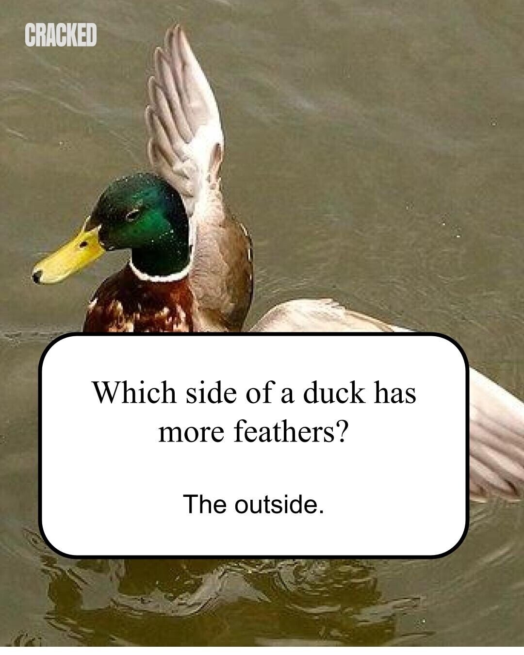 CRACKED Which side of a duck has more feathers? The outside.
