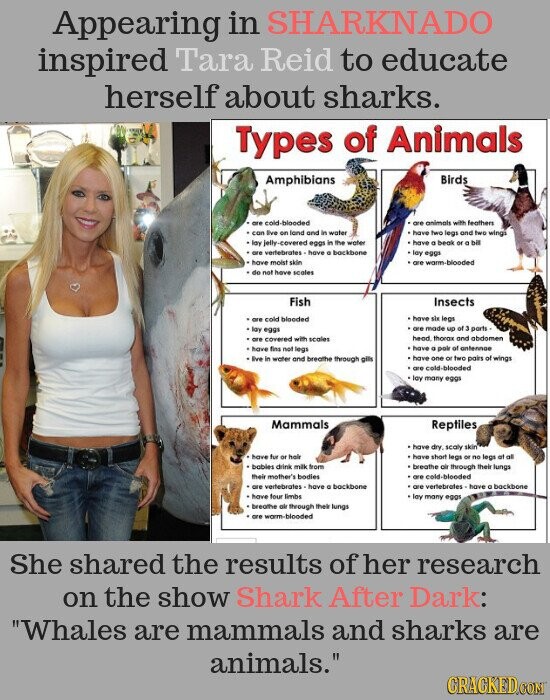 Appearing in SHARKNADO inspired Tara Reid to educate herself about sharks. Types of Animals Amphibians Birds are cold-blooded . are animals with feathers can Pro on lend and in water have two legs and two wings lay jelly-covered eggs in the water have . beak or o bill are vertebrates - have a backbone lay oggs have moist skin are warm-blooded do not have scales Fish Insects have six legs are cold blooded are made up of 3 parts- lay eggs head thorax and abdomen are covered with scales have fina not legs have . pair of antennoe have one or two