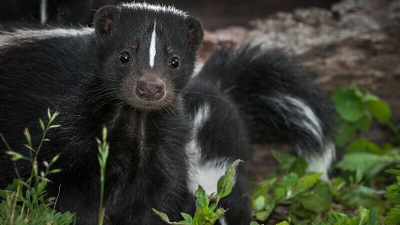 15 Real Homeopathic Medicines (Wild Even by Homeopathy Standards)