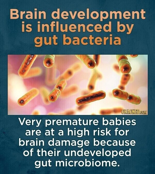 Brain development is influenced by gut bacteria GRACKED.COM Very premature babies are at a high risk for brain damage because of their undeveloped gut microbiome.