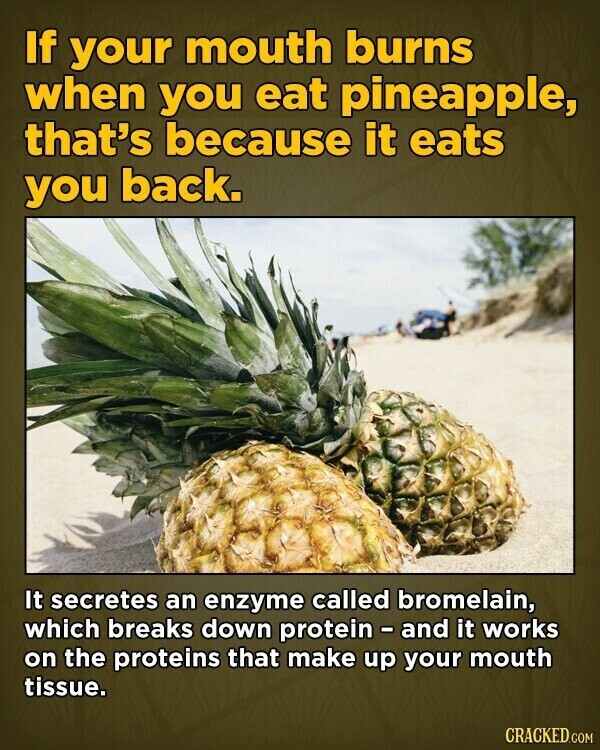 If your mouth burns when you eat pineapple, that's because it eats you back. It secretes an enzyme called bromelain, which breaks down protein - and it works on the proteins that make up your mouth tissue. CRACKED.COM