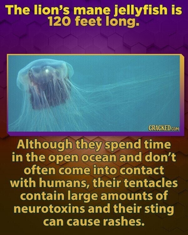 The lion's mane jellyfish is 120 feet long. CRACKED.COM Although they spend time in the open ocean and don't often come into contact with humans, their tentacles contain large amounts of neurotoxins and their sting can cause rashes.