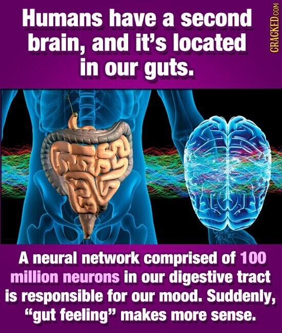 Humans have a second brain, and it's located CRACKED.COM in our guts. A neural network comprised of 100 million neurons in our digestive tract is responsible for our mood. Suddenly, gut feeling makes more sense.