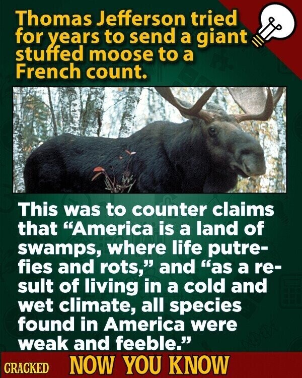 Thomas Jefferson tried for years to send a giant stuffed moose to a French count. This was to counter claims that America is a land of swamps, where life putre- fies and rots, and as a re- sult of living in a cold and wet climate, all species found in America were weak and feeble. CRACKED NOW YOU KNOW