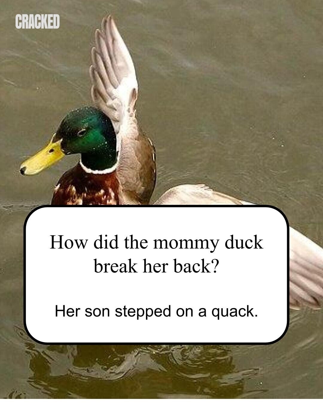 CRACKED How did the mommy duck break her back? Her son stepped on a quack.