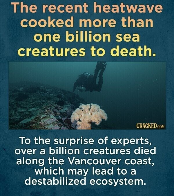 The recent heatwave cooked more than one billion sea creatures to death. CRACKED.COM To the surprise of experts, over a billion creatures died along the Vancouver coast, which may lead to a destabilized ecosystem.