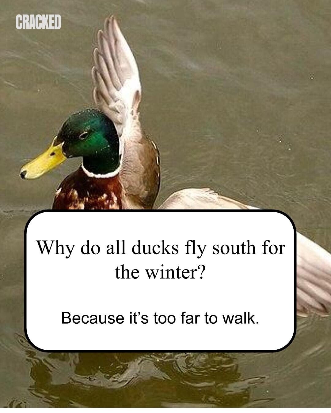 CRACKED Why do all ducks fly south for the winter? Because it's too far to walk.