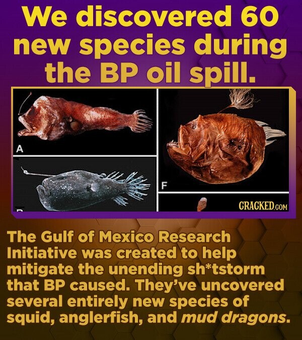 We discovered 60 new species during the BP oil spill. A F CRACKED.COM The Gulf of Mexico Research Initiative was created to help mitigate the unending sh *tstorm that BP caused. They've uncovered several entirely new species of squid, anglerfish, and mud dragons. 
