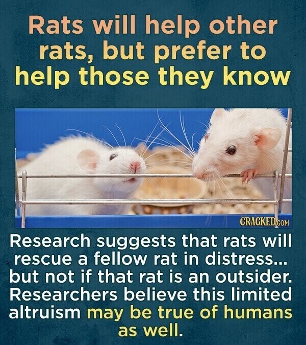 Rats will help other rats, but prefer to help those they know CRACKED.COM Research suggests that rats will rescue a fellow rat in distress... but not if that rat is an outsider. Researchers believe this limited altruism may be true of humans as well.