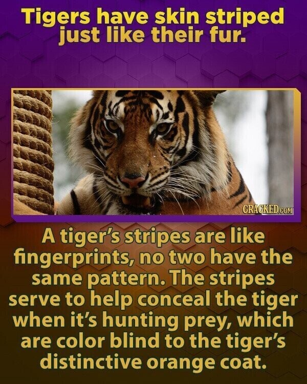 Tigers have skin striped just like their fur. CRAGKED.COM A tiger's stripes are like fingerprints, no two have the same pattern. The stripes serve to help conceal the tiger when it's hunting prey, which are color blind to the tiger's distinctive orange coat.