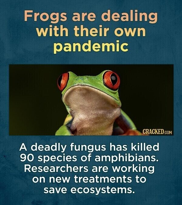 Frogs are dealing with their own pandemic CRACKED.COM A deadly fungus has killed 90 species of amphibians. Researchers are working on new treatments to save ecosystems.