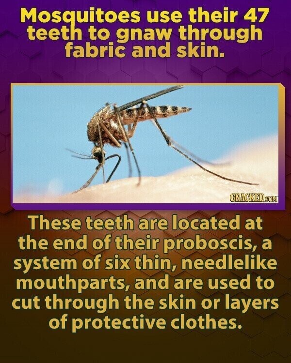 Mosquitoes use their 47 teeth to gnaw through fabric and skin. GRAGKED.COM These teeth are located at the end of their proboscis, a system of six thin, needlelike mouthparts, and are used to cut through the skin or layers of protective clothes.