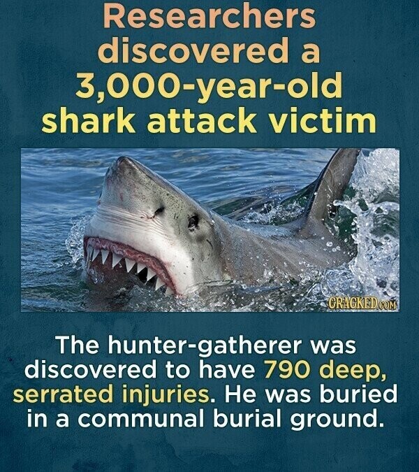 Researchers discovered a 3,000-year-old shark attack victim CRACKED.COM The hunter-gatherer was discovered to have 790 deep, serrated injuries. Не was buried in a communal burial ground.