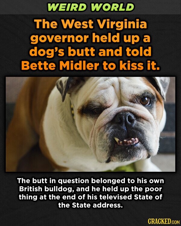 WEIRD WORLD The West Virginia governor held up a dog's butt and told Bette Midler to kiss it. The butt in question belonged to his own British bulldog, and he held up the poor thing at the end of his televised State of the State address. CRACKED.COM
