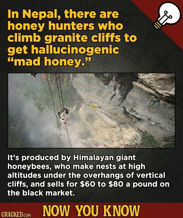 In Nepal, there are honey hunters who climb granite cliffs to get hallucinogenic mad honey. It's produced by Himalayan giant honeybees, who make nests at high altitudes under the overhangs of vertical cliffs, and sells for $60 to $80 a pound on the black market. NOW YOU KNOW CRACKED.COM
