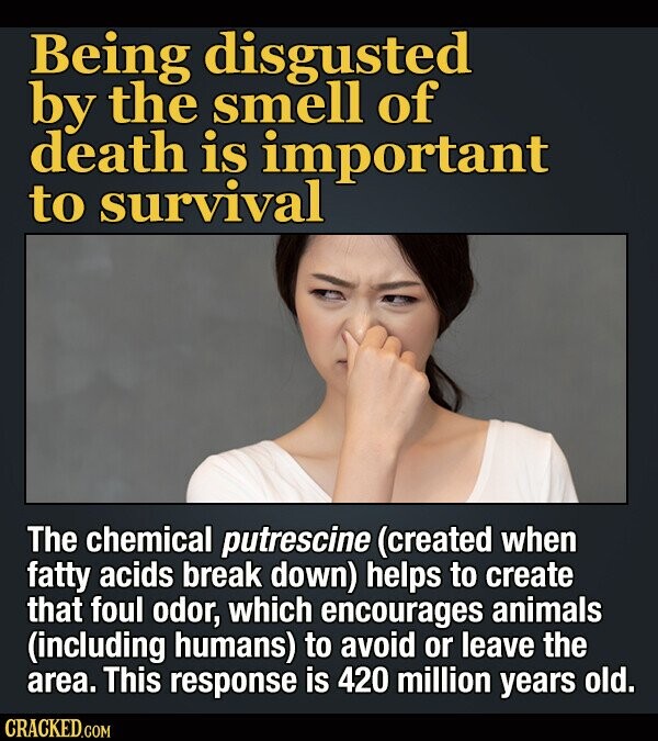Being disgusted by the smell of death is important to survival The chemical putrescine (created when fatty acids break down) helps to create that foul odor, which encourages animals (including humans) to avoid or leave the area. This response is 420 million years old. CRACKED.COM