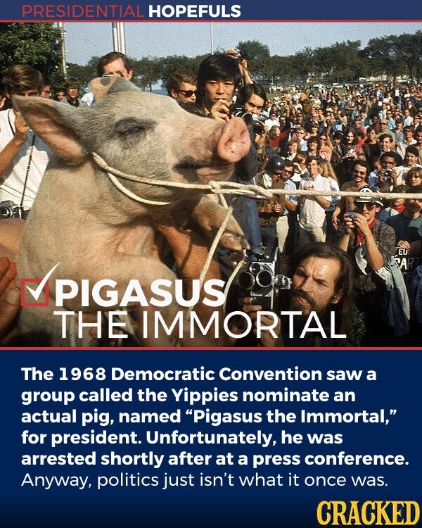 PRESIDENTIAL HOPEFULS EU CAR PIGASUS THE IMMORTAL The 1968 Democratic Convention saw a group called the Yippies nominate an actual pig, named Pigasus the Immortal, for president. Unfortunately, he was arrested shortly after at a press conference. Anyway, politics just isn't what it once was. CRACKED