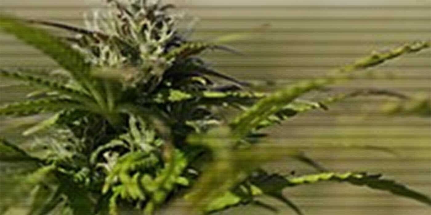 12 Trivia Tidbits for Thursday, May 2, 2024