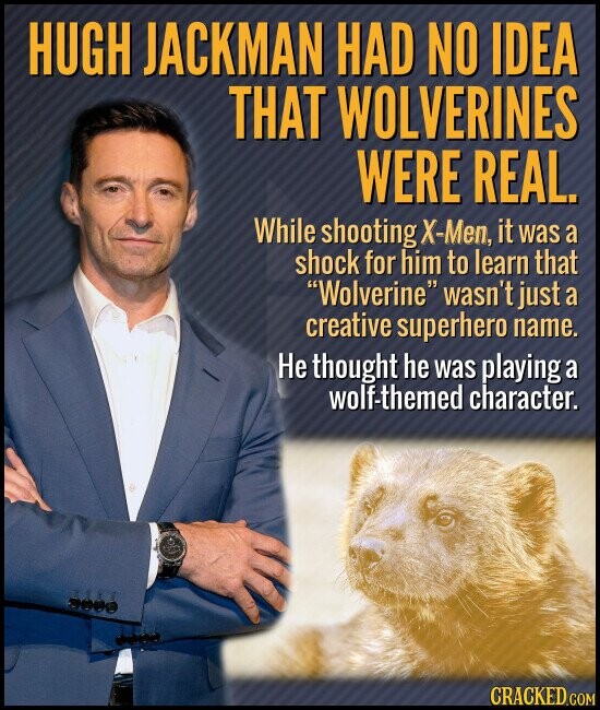 HUGH JACKMAN HAD NO IDEA THAT WOLVERINES WERE REAL. While shooting X-Men, it was a shock for him to learn that Wolverine wasn't just a creative superhero name. Не thought he was playing a wolf-themed character. CRACKED.COM
