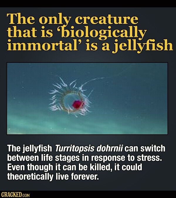 The only creature that is biologically immortal' is a jellyfish The jellyfish Turritopsis dohrnii can switch between life stages in response to stress. Even though it can be killed, it could theoretically live forever. CRACKED.COM