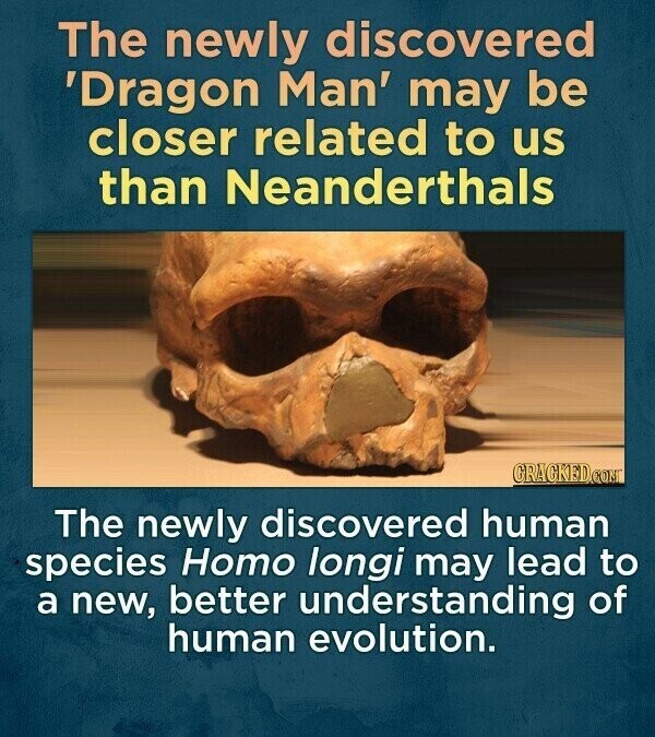 The newly discovered 'Dragon Man' may be closer related to us than Neanderthals GRACKED.COM The newly discovered human species Homo longi may lead to a new, better understanding of human evolution.
