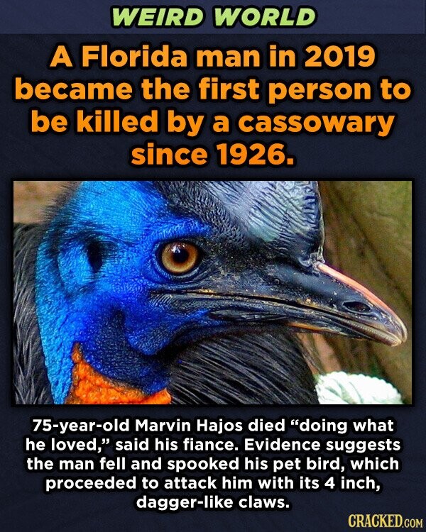WEIRD WORLD A Florida man in 2019 became the first person to be killed by a cassowary since 1926. 75-year-old Marvin Hajos died doing what he loved, said his fiance. Evidence suggests the man fell and spooked his pet bird, which proceeded to attack him with its 4 inch, dagger-like claws. CRACKED.COM