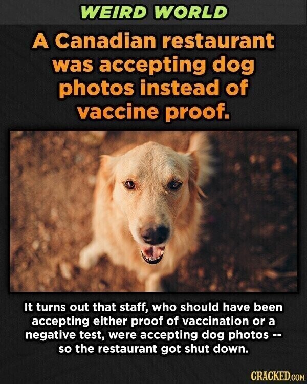 WEIRD WORLD A Canadian restaurant was accepting dog photos instead of vaccine proof. It turns out that staff, who should have been accepting either proof of vaccination or a negative test, were accepting dog photos -- so the restaurant got shut down. CRACKED.COM