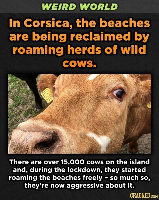 WEIRD WORLD In Corsica, the beaches are being reclaimed by roaming herds of wild cows. 401719 There are over 15,000 cows on the island and, during the lockdown, they started roaming the beaches freely - so much so, they're now aggressive about it. CRACKED.COM