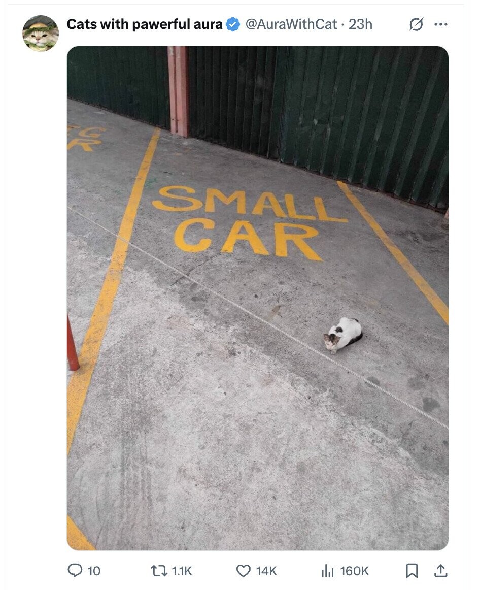 Cats with pawerful aura @AuraWithCat : 23h G ... SMALL CAR 10 1.1K 14K 160K