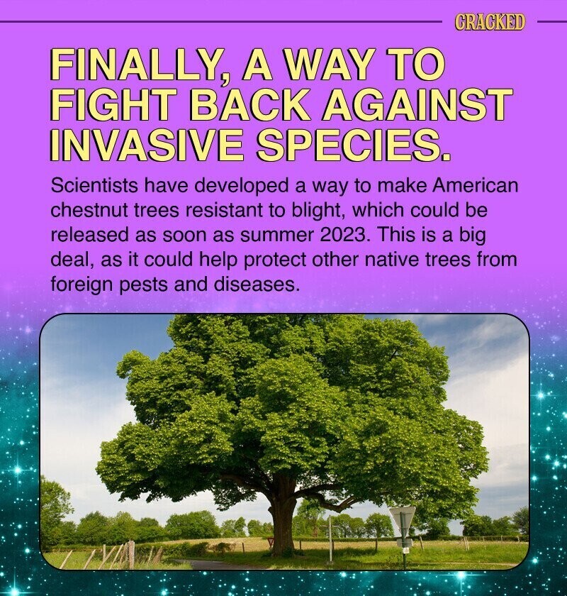 CRACKED FINALLY, A WAY TO FIGHT BACK AGAINST INVASIVE SPECIES. Scientists have developed a way to make American chestnut trees resistant to blight, which could be released as soon as summer 2023. This is a big deal, as it could help protect other native trees from foreign pests and diseases.