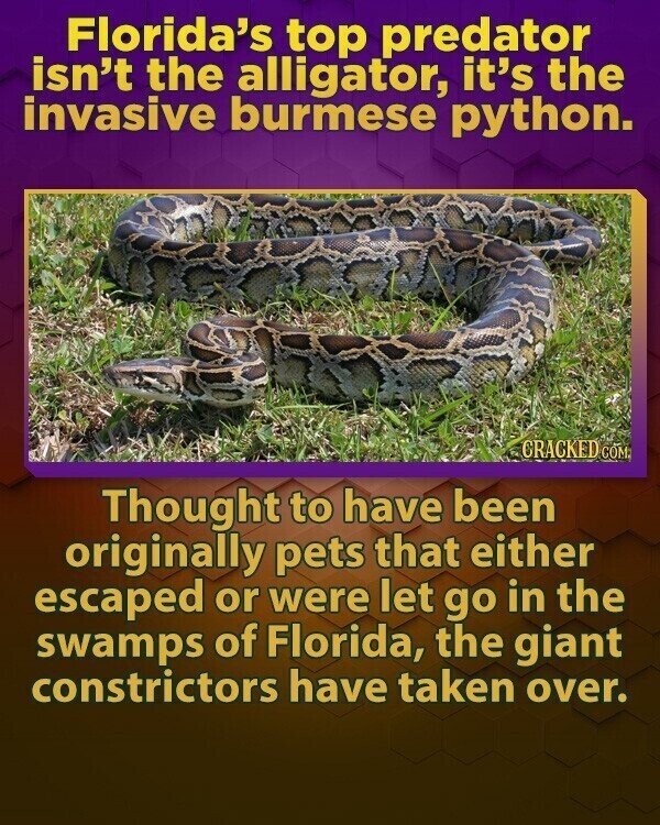 31 Reasons Why Florida Is Basically - 1324595 map of burmese pythons in florida