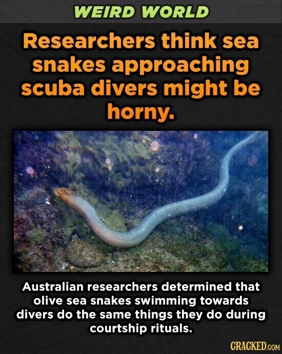 WEIRD WORLD Researchers think sea snakes approaching scuba divers might be horny. Australian researchers determined that olive sea snakes swimming towards divers do the same things they do during courtship rituals. CRACKED.COM