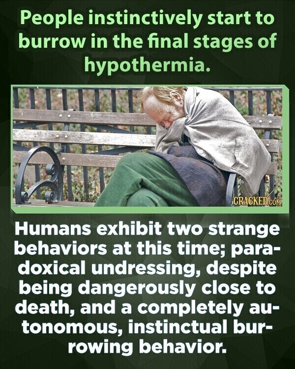 People instinctively start to burrow in the final stages of hypothermia. CRACKED COM Humans exhibit two strange behaviors at this time; para- doxical undressing, despite being dangerously close to death, and a completely au- tonomous, instinctual bur- rowing behavior.