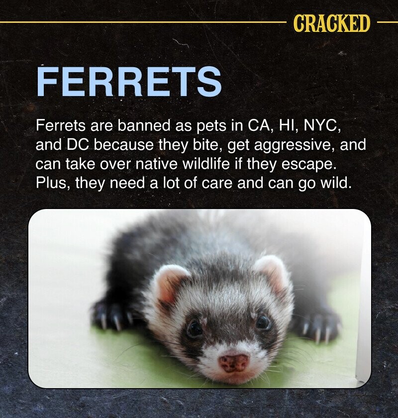 CRACKED FERRETS Ferrets are banned as pets in CA, HI, NYC, and DC because they bite, get aggressive, and can take over native wildlife if they escape. Plus, they need a lot of care and can go wild.