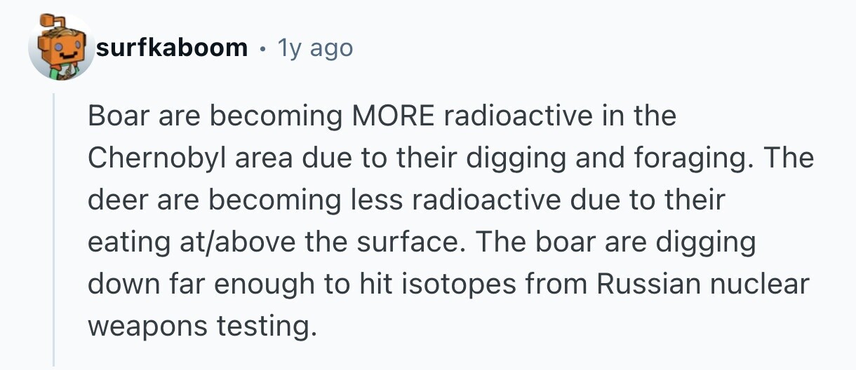 surfkaboom 1y ago Boar are becoming MORE radioactive in the Chernobyl area due to their digging and foraging. The deer are becoming less radioactive due to their eating at/above the surface. The boar are digging down far enough to hit isotopes from Russian nuclear weapons testing.