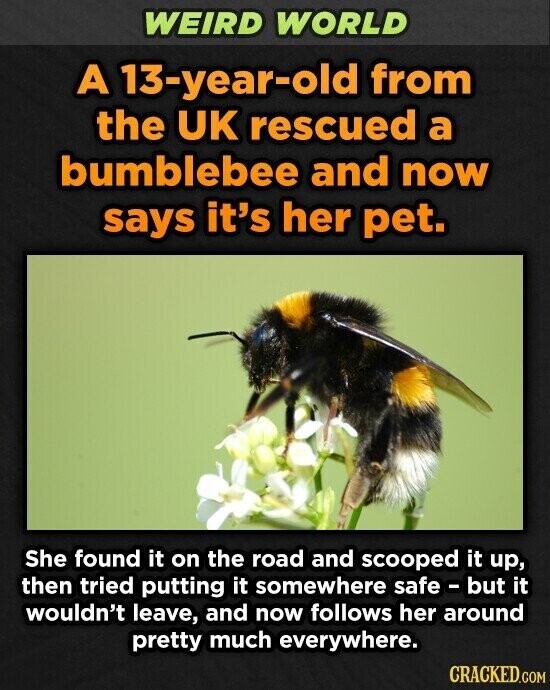 WEIRD WORLD A 13-year-old from the UK rescued a bumblebee and now says it's her pet. She found it on the road and scooped it up, then tried putting it somewhere safe - but it wouldn't leave, and now follows her around pretty much everywhere. CRACKED.COM