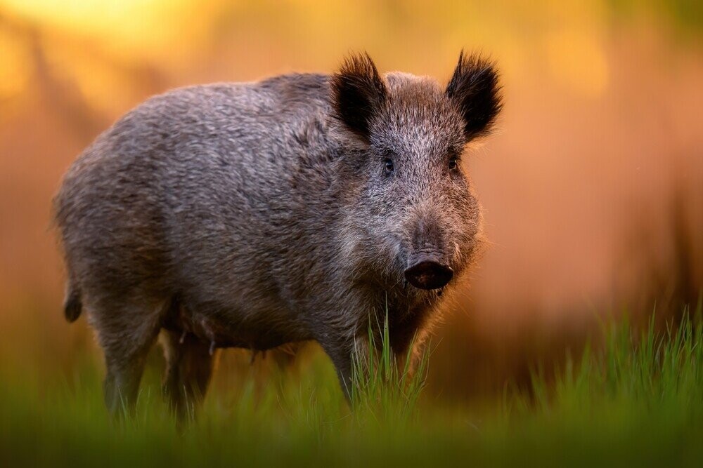 12 Animals and the Human Crimes They Look Guilty Of